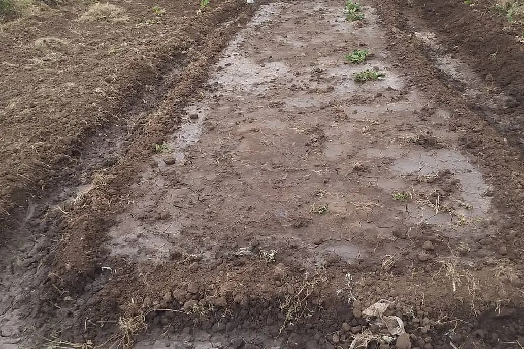 A bed with a smooth sealed surface broken by drying cracks, with a farmer hoeing beyond it