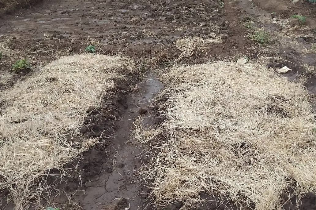 Thick dry grass mulch laid over two prepared beds, with a young seedling in the foreground