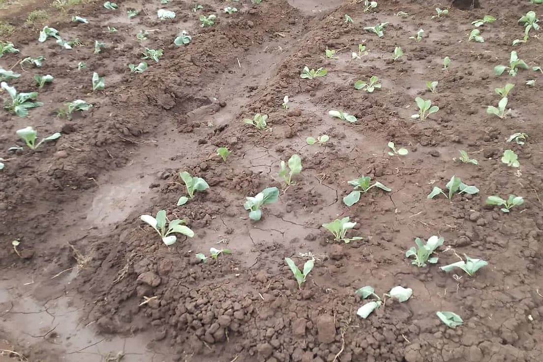 Rows of young brassica seedlings established across dark cloddy soil