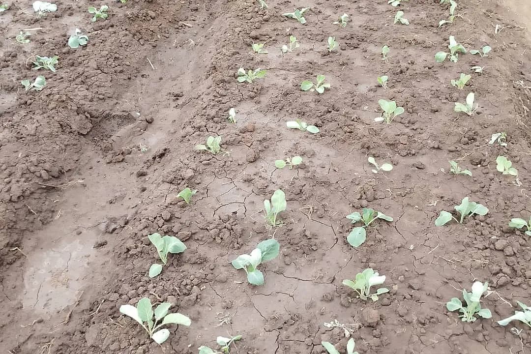 Young brassica seedlings newly transplanted in rows across a wide bed