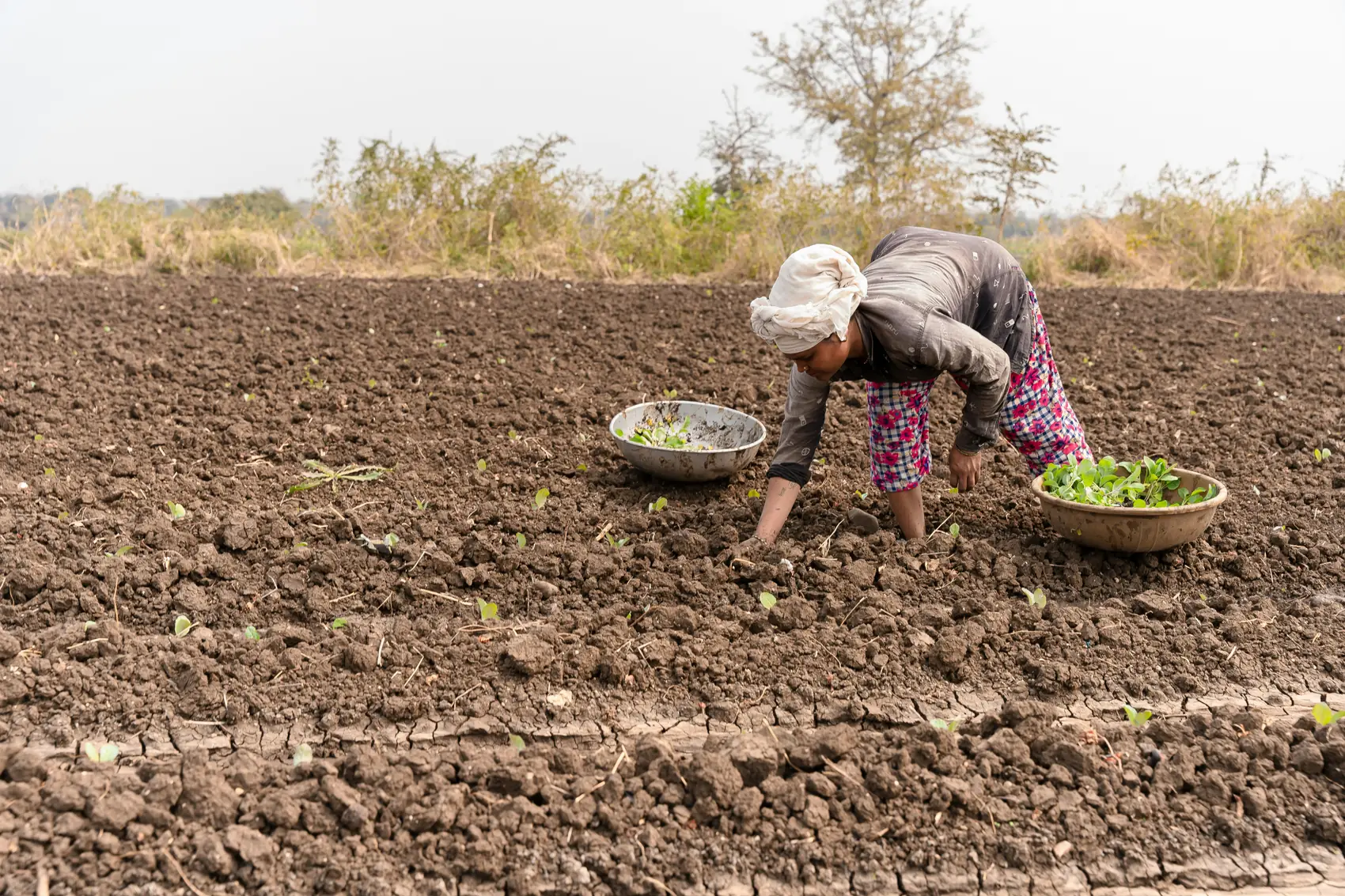 A farmer setting seedlings into a prepared field